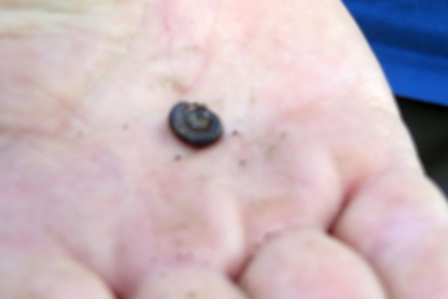 20-06-13-Konfihecke-16